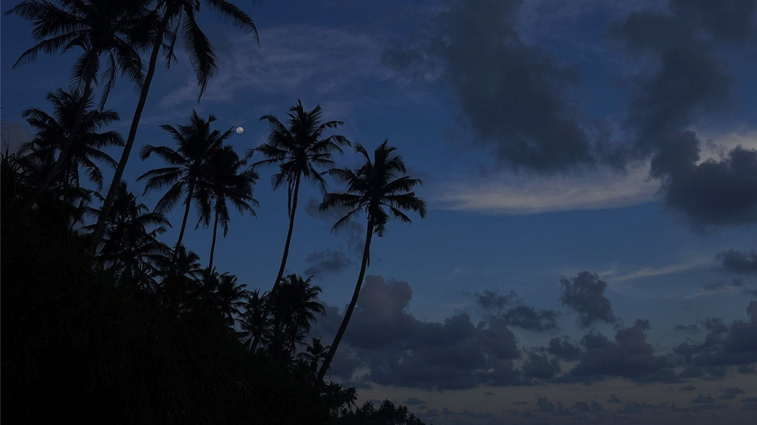 BARE DAMSEL X SRI LANKA